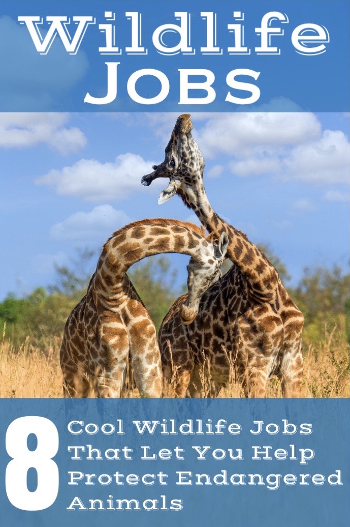 Exciting Wildlife Jobs